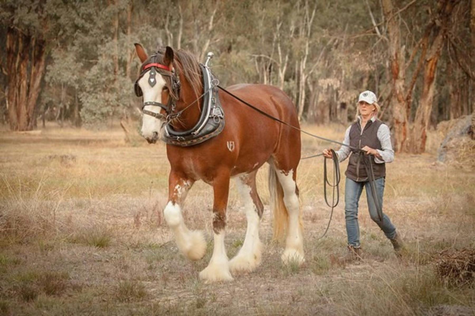 Benalla Clydesdale and Heavy Horse Driving Day