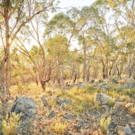 Warby Ovens National Park