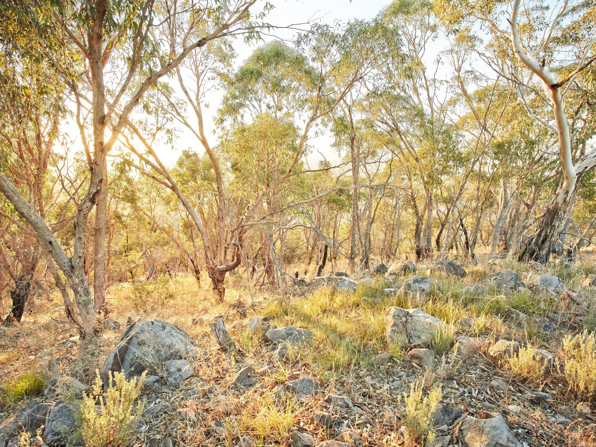 Warby Ovens National Park