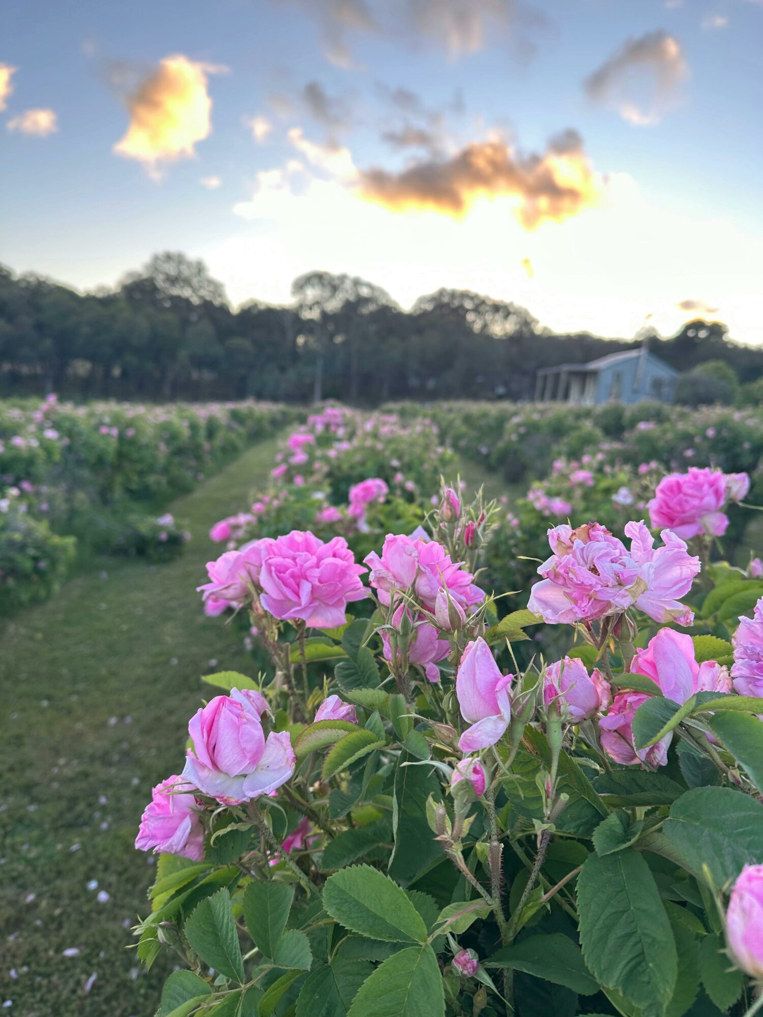 Samaria Rose Farm Open Day
